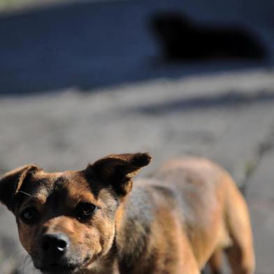  CAXIAS DO SUL, RS, BRASIL 15/08/2017Prefeitura anunciou que castração será retomada em outubro, mas muda a forma e protetores reclamam que animais de rua ficarão sem castração. (Felipe Nyland/Agência RBS)