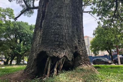 Árvore oca na Praça Garibaldi, na Cidade Baixa