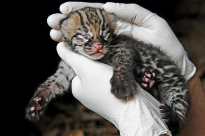 O Gramadozoo registrou o inédito nascimento de um filhote de jaguatirica na última quinta-feira (18). Após uma semana de carinho exclusivo da mãe, a equipe do zoológico da Serra separou o filhote por alguns instantes para a realização de exames de rotina. Segundo o zoo, o bebê jaguatirica está crescendo saudável, mas ainda não foi possível determinar o sexo.