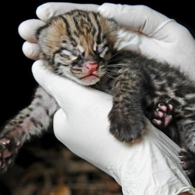 O Gramadozoo registrou o inédito nascimento de um filhote de jaguatirica na última quinta-feira (18). Após uma semana de carinho exclusivo da mãe, a equipe do zoológico da Serra separou o filhote por alguns instantes para a realização de exames de rotina. Segundo o zoo, o bebê jaguatirica está crescendo saudável, mas ainda não foi possível determinar o sexo.