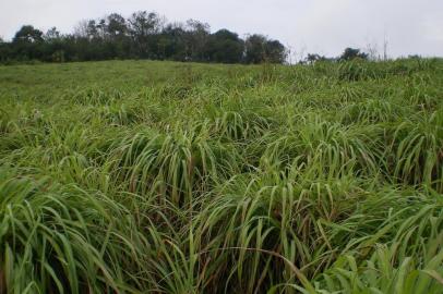  Plantação de citronela.Uma planta cultivada no noroeste do Estado, que serve de matéria-prima para repelentes e cosméticos, ganha mercado dentro e fora do Rio Grande do Sul. A citronela é plantada em 130 hectares, em Tiradentes do Sul.