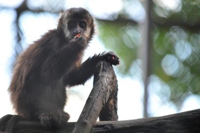  SANTA MARIA , RS , BRASIL , 06/04/2015Nove macacos-pregos que viviam no Mantenedouro de Fauna São Braz há cerca de dois anos ganharão a liberdade na sexta-feira em Canela; nesta segunda-feira eles seriam chipados e receberiam um rádio colar para serem monitorados depois de livres; eles seriam levados para Canela na noite desta segundaFOTO JEAN PIMENTEL / AGÊNCIA RBS, GERAL