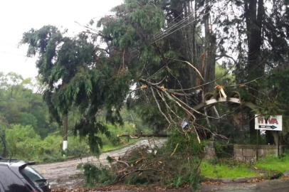 Árvore caída após temporal em Caxias do Sul. Rua Luiz Covolan, bairro Reolon.