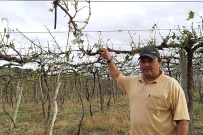 Adenei Ferreira Maciel, produtor de uva da comunidade de Nossa Senhora da Saude, em Monte Alegra dos Campos, lamenta perda total do parreiral.