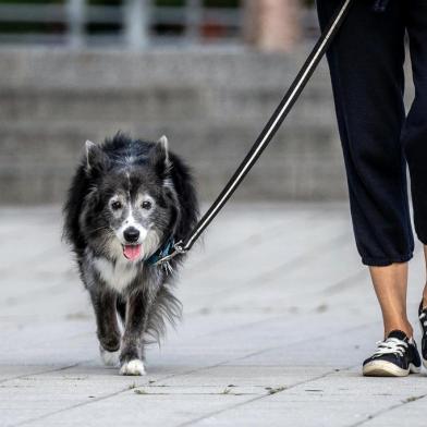 FILE -- A dog walks with its owner at Hudson River Park in Manhattan, Sept. 24, 2018. Ten minutes of mild exercise can immediately alter how certain parts of the brain communicate and coordinate with one another and improve memory function, according to a new neurological study. (Jeenah Moon/The New York Times)