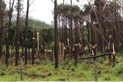 Temporal do dia 31 derruba árvores no interior de são marcos. Ainda há localidades sem energia