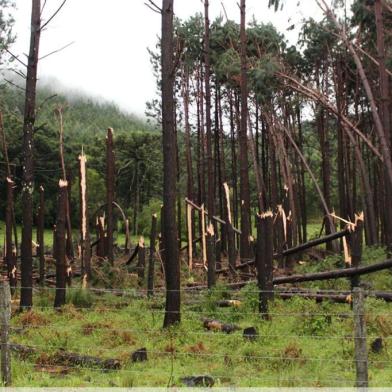 Temporal do dia 31 derruba árvores no interior de são marcos. Ainda há localidades sem energia