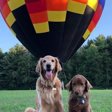 Comer cheeseburger, tomar sorvete, andar de balão e fazer caminhada ao nascer do sol aparentam ser desejos típicos de humanos. Mas essa lista são de alguns itens já cumpridos por Finn, um cachorro de Vermont (EUA) diagnosticado com câncer no mês de maio. As informações são da Folha de S.Paulo.