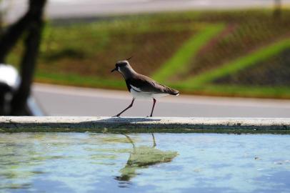  CAXIAS DO SUL, RS, BRASIL, 12/09/2018. Ambiental de clima em Caxias do Sul, na Universidade de Caxias do Sul (UCS) (Diogo Sallaberry/Agência RBS)