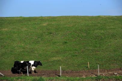  CAXIAS DO SUL, RS, BRASIL 01/08/2018Marta Bolson, proprietária da queijaria Bolson&Camêlo, em Vila Oliva, interior de Caxias. Reportagem sobre o fechamento das agroindústrias devido às exigências e atuação dos fiscais da Secretaria de Agricultura de Caxias do Sul. (Felipe Nyland/Agência RBS)