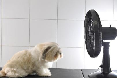  PORTO ALEGRE, RS, BRASIL - 29-01-2014 - Aumenta procura por banho e tosa nas petshops para melhorar o conforto de cães e gatos nos dias de calorão, cadela Laika  (FOTO: LAURO ALVES/AGÊNCIA RBS)