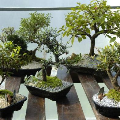  Edson Fadanelli. Edson Fadanelli, da Casa do Bonsai, exibe variedades de bonsai de sua floricultura.