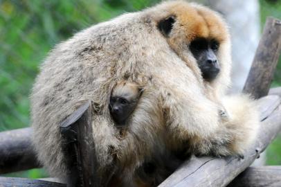 O Gramadozoo tem um novo integrante: um filhote de bugio-preto. O animal nasceu no dia 1° e, conforme os cuidadores, vive agarrado ao abdomen da mãe. Símbolo na educação ambiental sobre a febre amarela, o primata é considerado o sentinela da doença. 