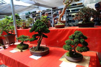  CAXIAS DO SUL, RS, BRASIL, 10/11/2018. Encontro e exposição de Bonsai que acontece na Floricultura Casa do Bonsai. (Porthus Junior/Agência RBS)