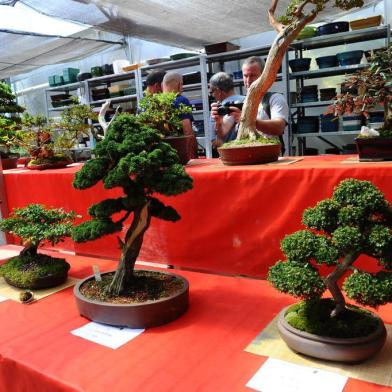  CAXIAS DO SUL, RS, BRASIL, 10/11/2018. Encontro e exposição de Bonsai que acontece na Floricultura Casa do Bonsai. (Porthus Junior/Agência RBS)