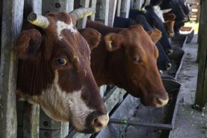  MONTENEGRO-RS-BR 13.12.2017Passo a Passo como fazer uma inseminação em vacas.FOTÓGRAFO: TADEU VILANI AGÊNCIARBS Editoria Campo e Lavoura