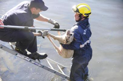  PORTO ALEGRE,RS,BRASIL.Bombeiros acionados por populares,resgatam cadela,que  esta no Arroio Diluvio,tentando sair,já estava em estado de hipotermia,quando uma equipe de Bombeiros conseguiram resgatar o animal.(RONALDO BERNARDI/AGENCIA RBS).