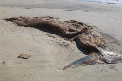 Carcaça de baleia em decomposição em Quintão