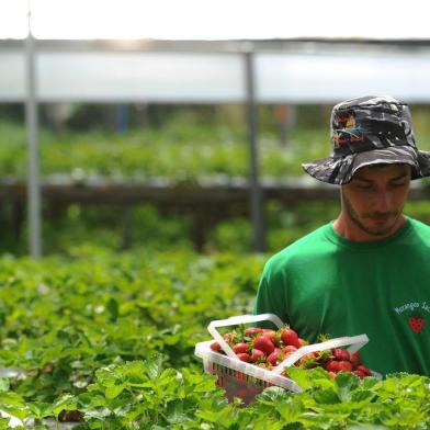  FARROUPILHA, RS, BRASIL 21/11/2018Diego Sachet, produtor de morangos orgânicos do interior de Farroupilha. (Felipe Nyland/Agência RBS)