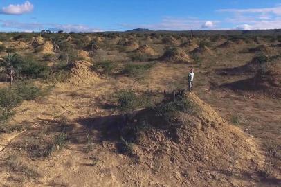  Handout video grab released by US scientist Roy Funch taken in January, 2018 showing termite colonies found in the northeast of Brazil near Palmeiras, a small town in the state of Bahia. - For thousands of years two hundred million mounds were linked together by tunnels, on a surface equivalent to that of Great Britain, creating a lunar landscape which was now made visible through deforestation. (Photo by Jaime Sampaio / SCIENTIST ROY FUNCH / AFP) / RESTRICTED TO EDITORIAL USE - MANDATORY CREDIT AFP PHOTO / SCIENTIST ROY FUNCH / JAIME SAMPAIO - NO MARKETING NO ADVERTISING CAMPAIGNS - DISTRIBUTED AS A SERVICE TO CLIENTSEditoria: HUMLocal: PalmeirasIndexador: JAIME SAMPAIOSecao: natureFonte: SCIENTIST ROY FUNCHFotógrafo: STR