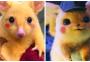 Pikachu da vida real? Gambá de pelos dourados é encontrado na Austrália