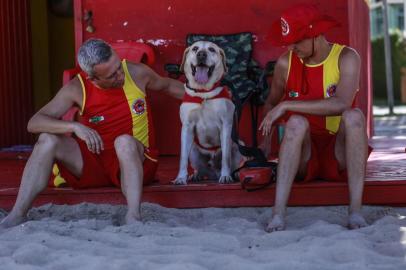  Balneário Camboriú, SC, Brasil, 16/01/2107.Cão dos bombeiros é treinado para ser salva-vidas em praias de SCLabrador Ice faz parte de um projeto para salvamento aquático.Além dele, oito labradores dos bombeiros serão treinados para o verão.Indexador: Diorgenes PandiniFonte: Agencia RBS