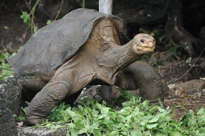  Lonesome George, the last known individual of the Pinta Island Tortoise, subspecies Geochelone nigra abingdoni, walks around Galapagos National Parks breeding center in Puerto Ayora, Santa Cruz island, in the Galapagos Archipelago, on April 19, 2012. Lonesome George died and left the world one subspecies poorer. The only remaining Pinta Island giant tortoise and celebrated symbol of conservation efforts in the Galapagos Islands passed away Sunday with no known offspring, the Galapagos National Park in Ecuador said in a statement. Estimated to be more than 100 years old, the creatures cause of death remains unclear and a necropsy is planned.  Editoria: SCILocal: Puerto AyoraIndexador: RODRIGO BUENDIASecao: animal scienceFonte: AFPFotógrafo: STR