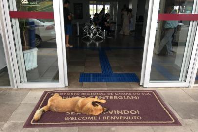 Cachorro Alemão, que circula todos os dias pelo Aeroporto Regional Hugo Cantergiani e é cuidado e alimentado pelos taxistas.