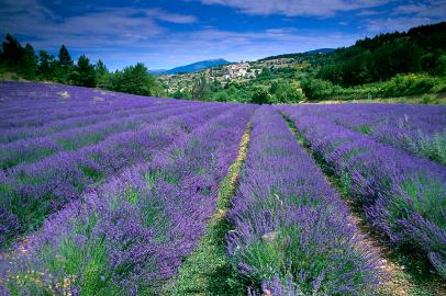 Champ de lavande, Provence-Alpes-Côte d'Azur, France (field ofImportação Donnahttp://cdn