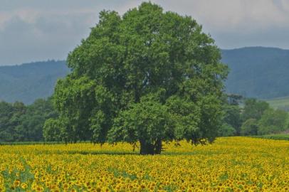 Berenice fotografou as flores de campos europeus, o que lhe valeu a participação em uma mo