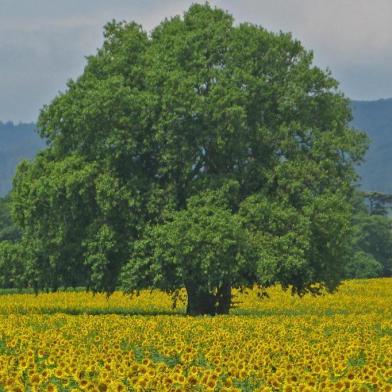 Berenice fotografou as flores de campos europeus, o que lhe valeu a participação em uma mo