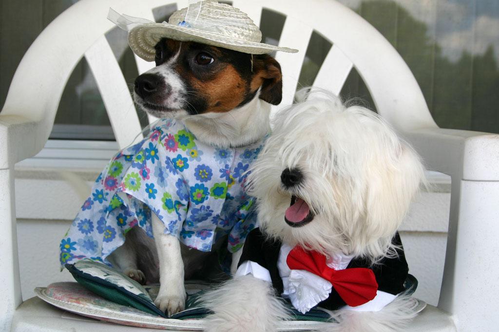 Cachorros preferem passear com as donas mulheres do que com homens | Donna