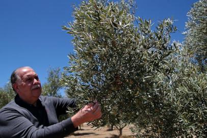 CANDIOTA, RS, BRASIL, 06/12/2018 - Produtores de uvas e oliveiras estão tendo prejuízos na lavoura, por causa do uso do herbicida 2,4 D usado pelos produtores de soja. Na foto - Empresário Luiz Eduardo Batalha. (FOTOGRAFO: FERNANDO GOMES / AGENCIA RBS)