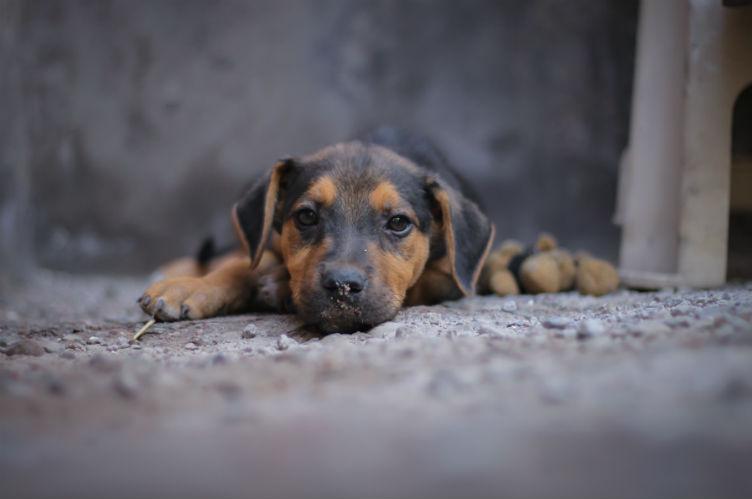 Mascote agredido? Saiba que a lei também ampara os animais | Donna