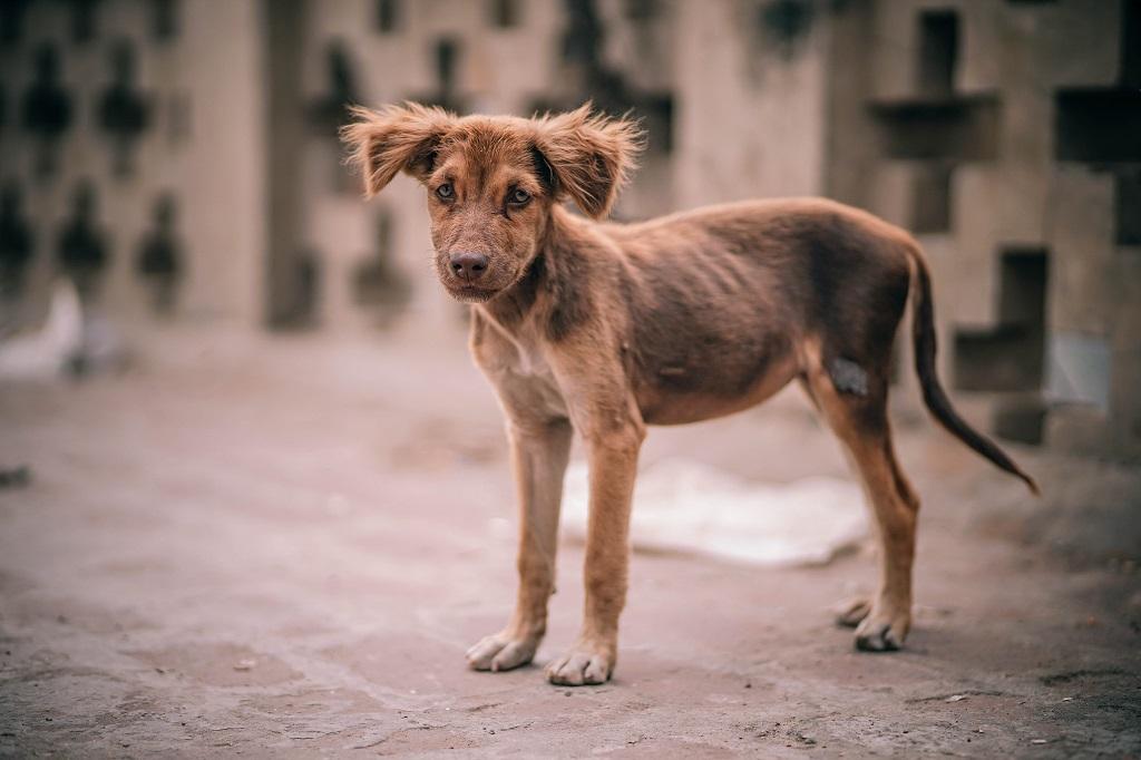 Descubra se remela no olho do cachorro pode ser verme