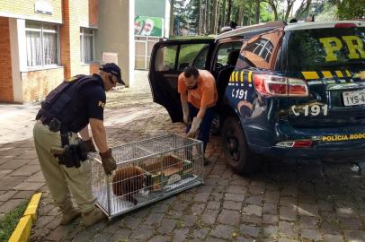 Na tarde deste domingo, por volta das 15h, a PRF resgatou no Km 178 da BR 116, em Nova Petrópolis, um macaco Bugio que se encontrava atropelado na rodovia federal. Em patrulhamento no trecho, os agentes visualizaram o animal ferido às margens da pista e com vida, apesar dos ferimentos que o impedia de voltar para a floresta.