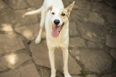 Jack é um dos cães da ONG na Rua Nunca Mais que espera por um lar.