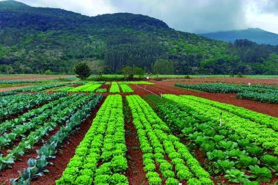 hortifruti da agricultura familiar, SDR