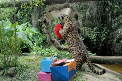 natal, gramadozoo