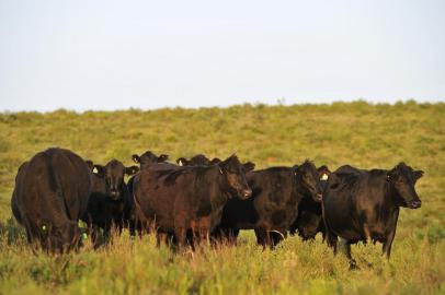 criação de gado em campo nativo em Lavras