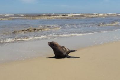 Um lobo-marinho foi avistado na manhã desta sexta-feira (28), na Praia de Mariluz, no Litoral Norte. Conforme banhistas, o animal  estava parado na faixa de areia próxima a guarita 123. O animal já recebeu atendimento das Equipes do Centro de Estudos Costeiros, Limnológicos e Marinhos da UFRSG (Ceclimar).