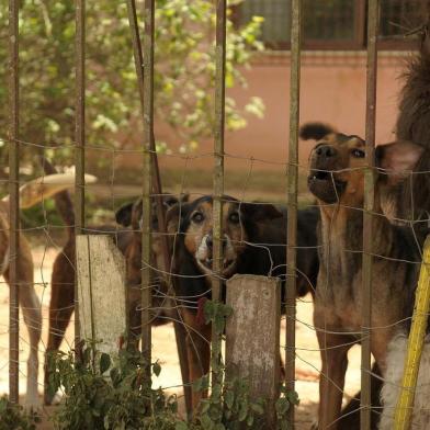  CAXIAS DO SUL, RS, BRASIL, 28/12/2018Senhora que acolhe animais em Ana Rech na rua primo gastaldelo, 204.Ela está doente e os animais precisam ser adotados. (Lucas Amorelli/Agência RBS)