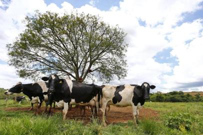  ESTRELA, RS, BRASIL, 15-01-2018: Com o setor passando por uma forte crise, produtores abandonam ou diminuem a produção de leite. Na foto, João Benicio Zwirtes e Flavia Teresinha Zwirtess trocam gradualmente as vacas leiteiras por gado de corte (FOTO FÉLIX ZUCCO/AGÊNCIA RBS, Editoria Campo e Lavoura).