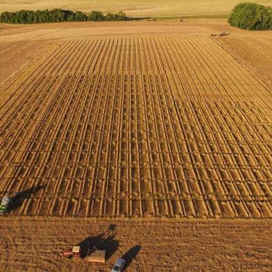 Na primeira semana de dezembro de 2018, a Fundação Pró-Sementes finaliza a colheita dos experimentos de inverno da safra 2018/2019. Os ensaios de cultivares de trigo avaliaram mais de 30 materiais e foram conduzidos em seis locais do Rio Grande do Sul.