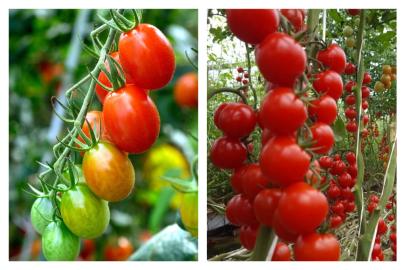 tomate cereja e tomate grape