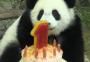 VÍDEO: panda ganha bolo gelado para celebração do primeiro aniversário