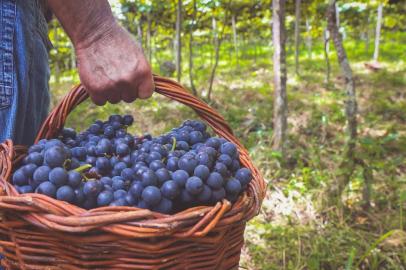 Pisa de uvas é atração em Garibaldi, colheita de uva tem programação especial