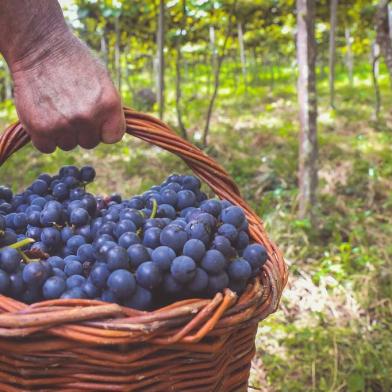 Pisa de uvas é atração em Garibaldi, colheita de uva tem programação especial