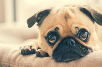 Foto: Pexels.cachorroImportação Donnahttp://cdn.revistadonna.clicrbs.com.br/wp-content/