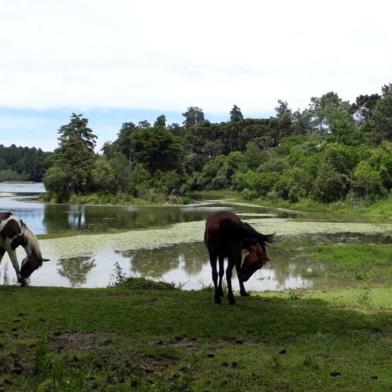 Égua encontrada atolada em Caxias é resgatada pelos bombeiros